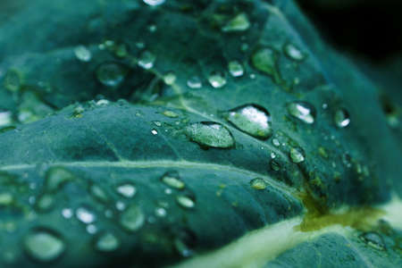 Natural background with cabbage leaf texture in raindrops, rainy weather, macro backdrop