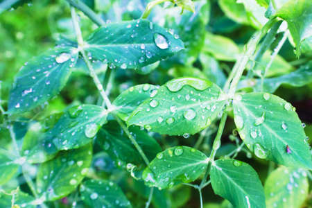Natural background with pea foliage in raindrops. Rainy weather, macro backdeop
