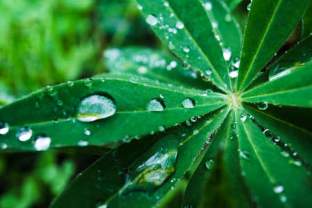Lupine (Lupinus) leaves with morning dew. Natural dark background. Spring cloudy weather, early morningの写真素材