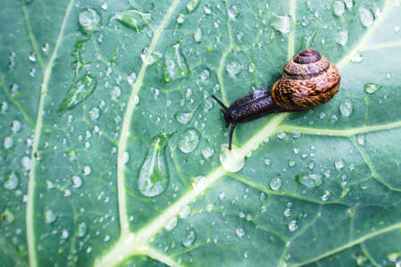 Natural background with a snail crawling on a wet cabbage leaf. Rainy weather, macro backdropの写真素材