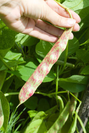 Ripening bean (Phaseolus) pods on a bush in the garden. Farm season, cultivated legumes