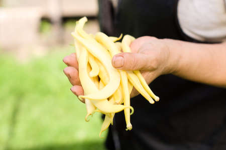 Yellow bean pods (haricot) in the hands of a farmer in the garden, legumes harvest