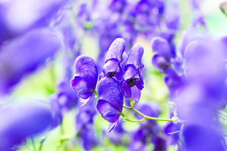 Blue aconitum flower in the garden. Natural macro floral background, summertimeの写真素材