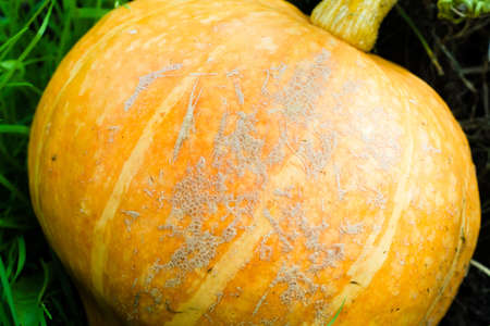 Pumpkin peel covered with overgrown scratches. Garden plant diseasesの写真素材