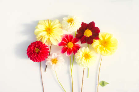 Several multi-colored dahlia flowers on a white background. Beautiful floral background