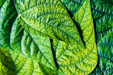 Bright bean leaves. Foliage texture, closeup natural backgroundの写真素材