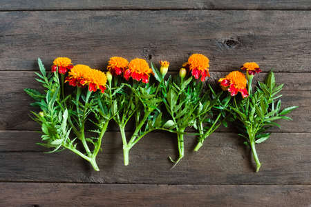 Beautiful orange marigolds on a wooden background. Natural floral backgroundの写真素材
