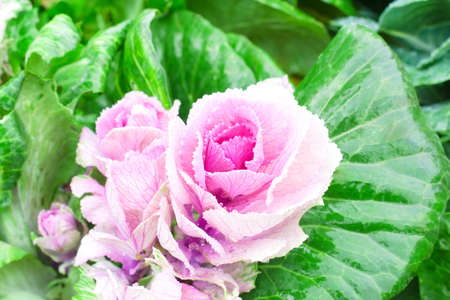 Beautiful pink-green decorative cabbage in the garden. Natural floral backgroundの写真素材