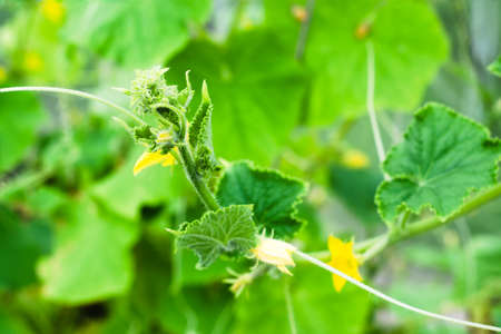 Young bush of cucumber with flowers in a greenhouse. Farm season, agriculturalの写真素材