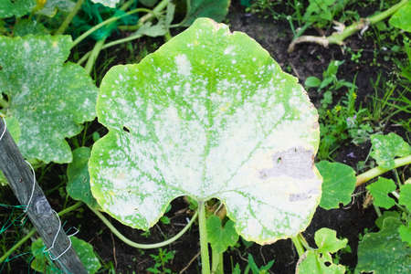 Powdery mildew on a leaf of pumpkin. Garden plant diseasesの写真素材