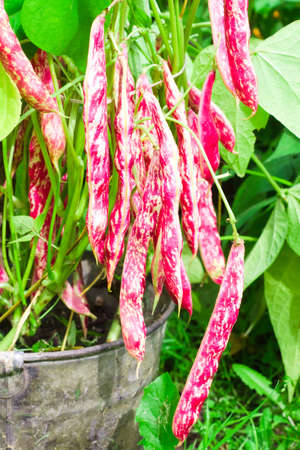 Ripe spotted bean pods on a bush in a bucket in the garden. Harvest season, pink beans