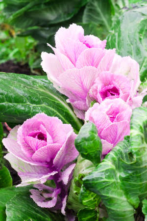 Beautiful pink-green decorative cabbage in the garden. Natural floral backgroundの写真素材