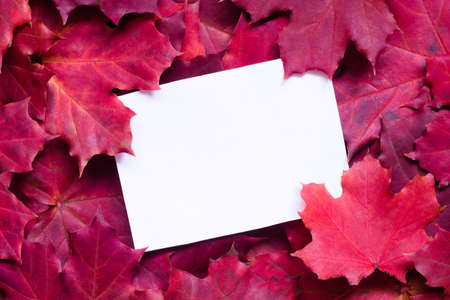 Bright autumn background with red maple leaves. Natural backdrop with sheet of white paperの写真素材