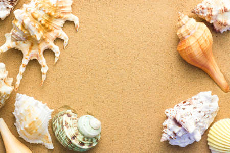 Several different seashells in the sand, top view. Background on resort theme, sea beach. Frame backdropの写真素材