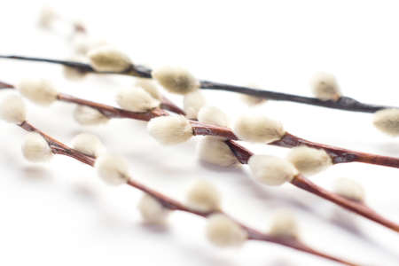 Willow branches with buds on a white background. Light easter background with natural material