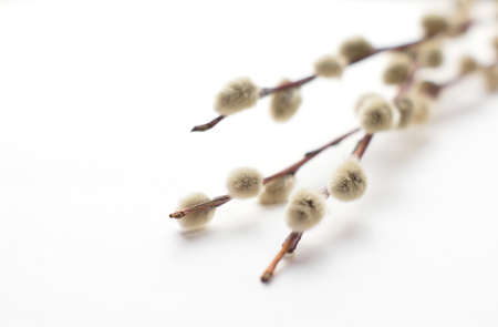 Willow branches with buds on a white background. Light easter background with natural materialの写真素材