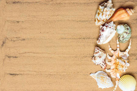 Several different seashells in the sand, top view. Background on resort theme, sea beach with copyspaceの写真素材