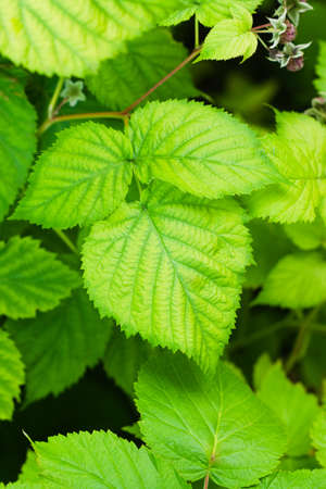 Young thickets of raspberries in the garden. Natural summer background with fresh foliageの写真素材