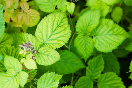 Young thickets of raspberries in the garden. Natural summer background with fresh foliageの写真素材