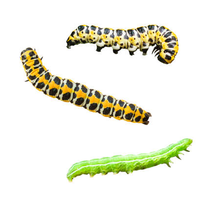 Caterpillars of Lettuce shark (Cucullia lactucae) and Hebrew character (Orthosia gothica) isolated on white background. Insect larvaの写真素材