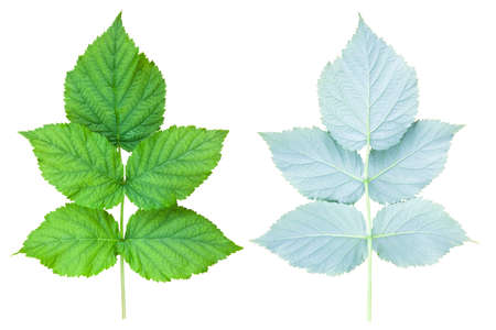 A branch of raspberry bush on both sides. Fresh green foliage isolated on a white backgroundの写真素材