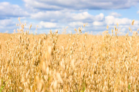Field of ripened oats. Golden cereal ears. Harvest seasonの写真素材