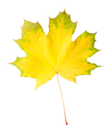 Green-yellow maple leaf isolated on white backgroundの写真素材