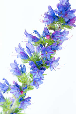 High inflorescence of blue bright flowers of echium on a white backgroundの写真素材