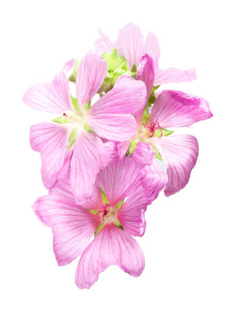 Mallow (Malva) inflorescence with pink large flowers isolated on white.の写真素材