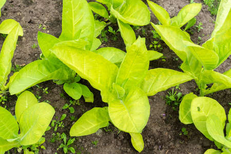 Young bushes of tobacco in the garden. Plant cultivationの写真素材