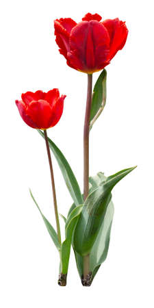 Two red tulips isolated on white. Spring flowers in the groundの写真素材