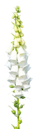 Digitalis isolated on white. Inflorescence with many flowersの写真素材