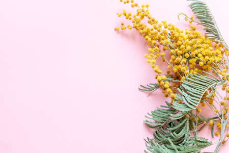 A branch of blooming mimosa on a pink background. Spring Flower, International Womens Day, Easterの写真素材