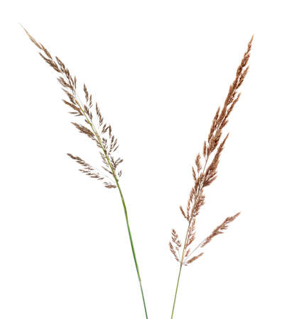 Two ears of ground reed grass (Calamagrostis) isolated on white. Summer herbsの写真素材