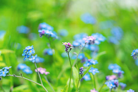 Forest glade with pink and blue forget-me-nots (Myosotis). Small delicate flowers, shallow depth of field, swirling bokeh. Natural floral backgroundの写真素材