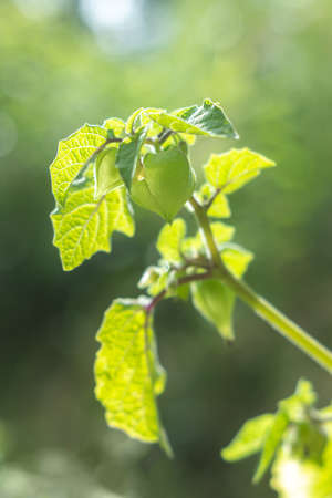 Physalis branch with fruit in the garden. Farming seasonの写真素材