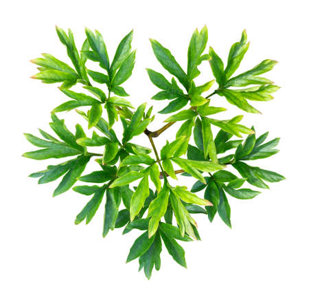 Young peony bush in the shape of a heart isolated on whiteの写真素材