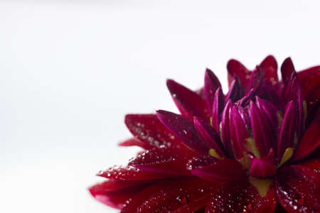 Dark red lush dahlia on a white background with an empty space. Beautiful flower in dew close upの写真素材