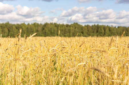 A field of golden ripe rye. Harvesting season. Natural agricultural backgroundの写真素材
