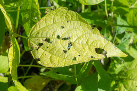 Bean (Phaseolus) leaves gnawed by snails. Pests of agricultural plants. Farming seasonの写真素材