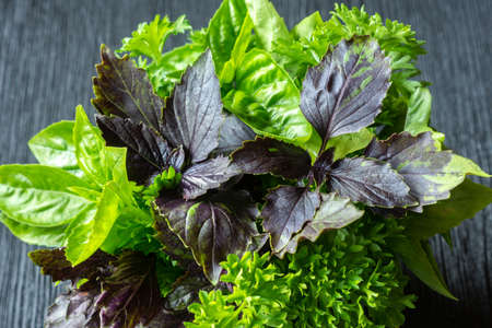 A bunch of green and purple basil and curly parsley on a wooden table. Spicy greens, farming harvest season, kitchen ingredientsの写真素材