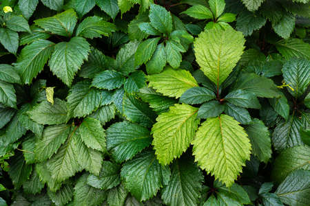 Dark natural background with maiden grape (Parthenocissus quinquefolia) foliage after rainの写真素材