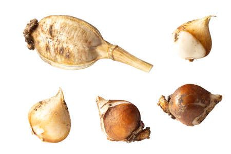 Capsule with seeds and bulbs of tulip isolated on white. Flower cultivationの写真素材