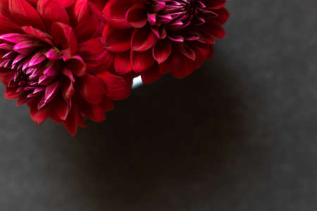 Lush dark red dahlias on a black background. Beautiful summer and autumn flowers in a vase, minimalistic bouquetの写真素材