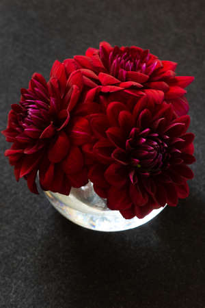 Lush dark red dahlias on a black background. Beautiful summer and autumn flowers in a vase, minimalistic bouquetの写真素材