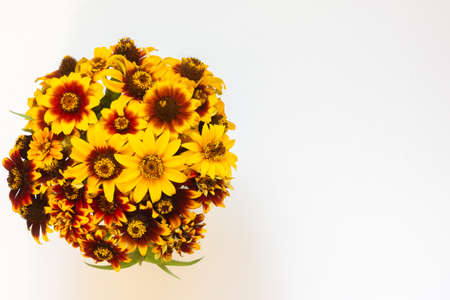 A bouquet of orange-red zinnias on a white background. Beautiful summer and autumn flowersの写真素材