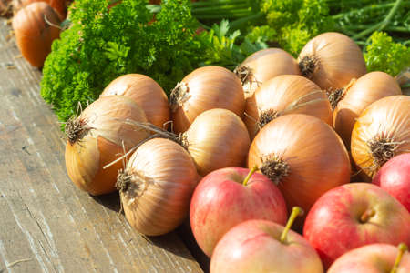 Harvest parsley, onions and apples on a table in a sunny autumn garden. Farming season, shopの写真素材