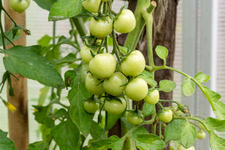 A branch of unripe cherry tomatoes in a greenhouse in the garden. Farming seasonの写真素材