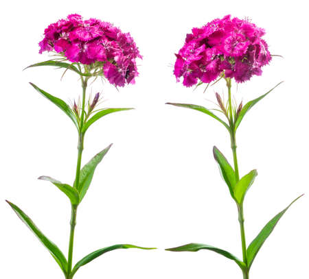 Two inflorescences of turkish carnation isolated on white. Beautiful spring summer pink flowersの写真素材