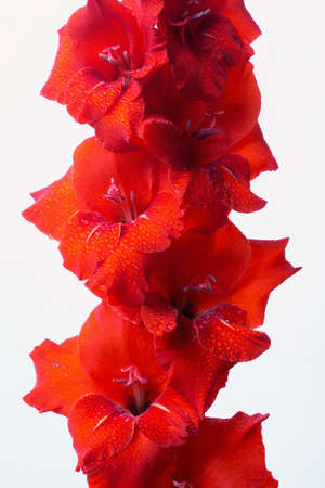 Lush inflorescence of red gladiolus in drops of water on a white background. Beautiful summer autumn flowersの写真素材